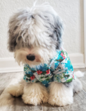 Cute Mini Sheepadoodle Poodle Mix Pup Cute Mini Sheepadoodle Poodle Mix Pup