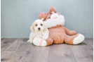 Meet William - our Cavachon Puppy Photo 1/4 - Florida Fur Babies