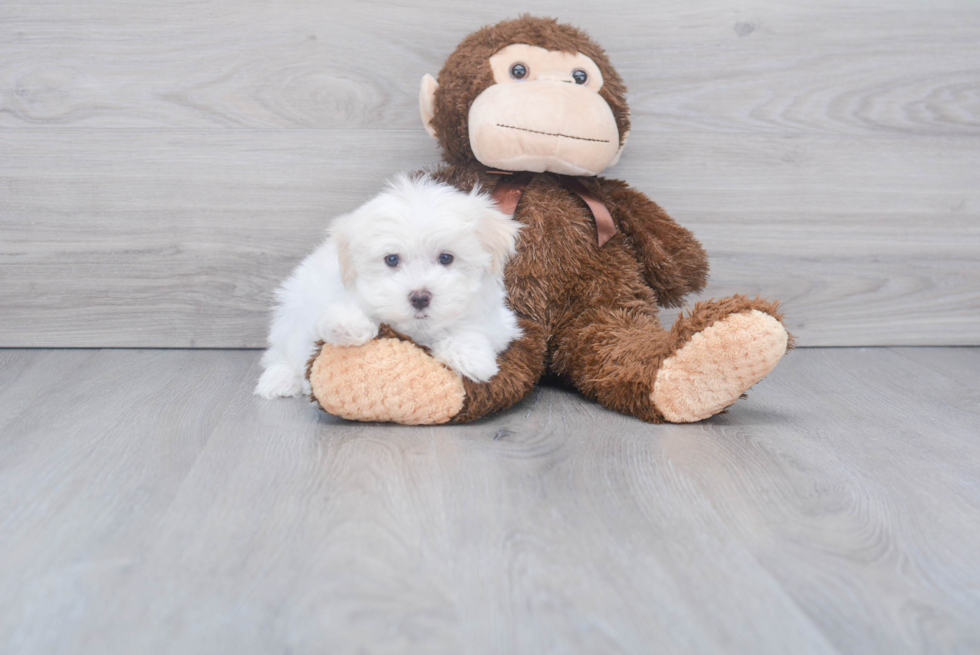 Meet Maddox - our Maltese Puppy Photo 2/2 - Florida Fur Babies
