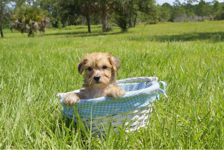 Meet Carlsen - our Morkie Puppy Photo 2/3 - Florida Fur Babies