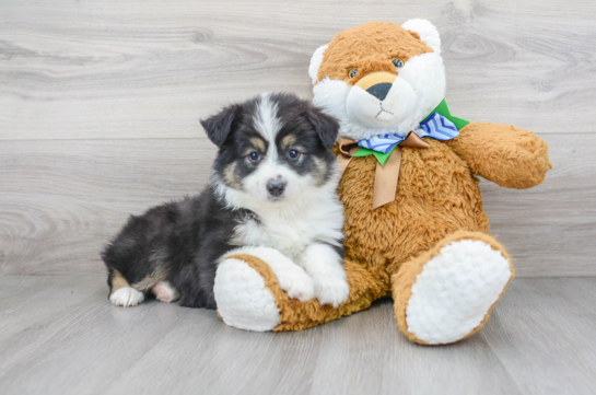 18 week old Mini Aussie Puppy For Sale - Florida Fur Babies