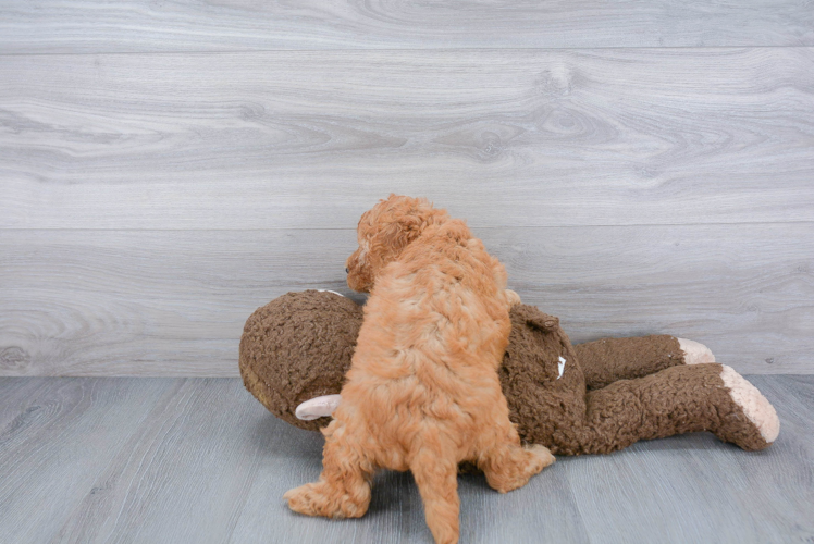 Meet Eve - our Mini Goldendoodle Puppy Photo 3/3 - Florida Fur Babies