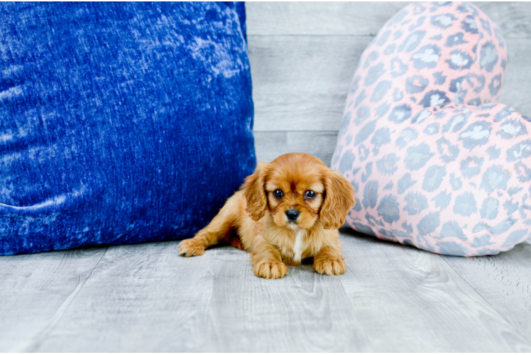 Meet  Beth - our Cavalier King Charles Spaniel Puppy Photo 1/4 - Florida Fur Babies