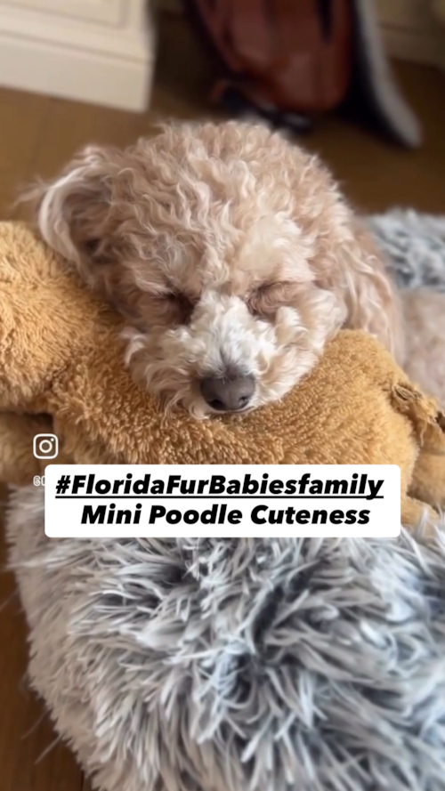 Florida Fur Babies We’re a little jealous of how comfy and adorable this Florida Furbabies Family looks this Sunday! Trending Video