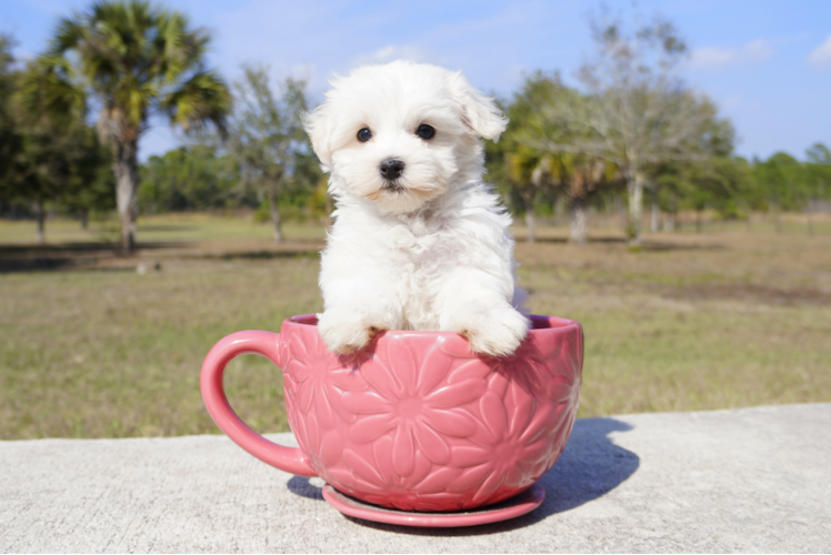 Meet Rascal  - our Maltese Puppy Photo 4/6 - Florida Fur Babies
