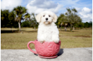 Meet Holly - our Havanese Puppy Photo 1/2 - Florida Fur Babies