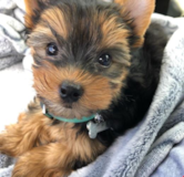 Cute Yorkshire Terrier Pup