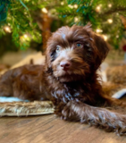 Cute Labrador Poodle Mix Pup Cute Labrador Poodle Mix Pup