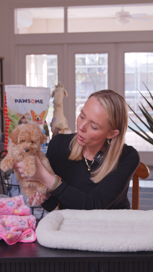 Florida Fur Babies Maltipoo Puppies have become a family favorite… and it’s easy to see why Trending Video