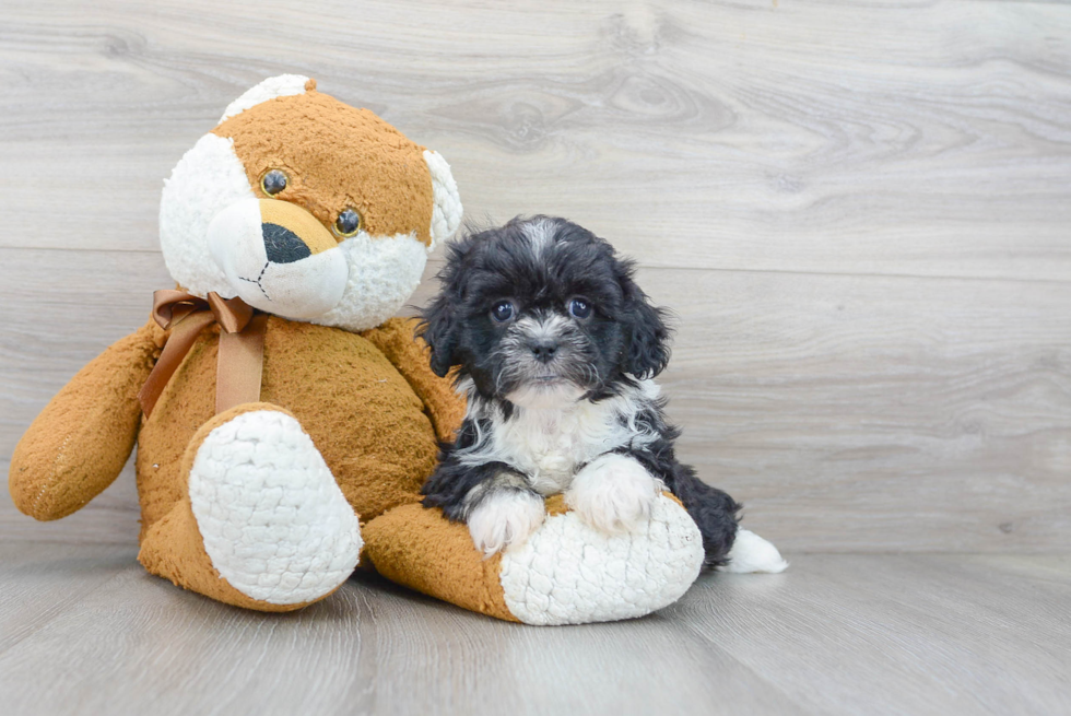 Meet Darcy - our Teddy Bear Puppy Photo 2/3 - Florida Fur Babies