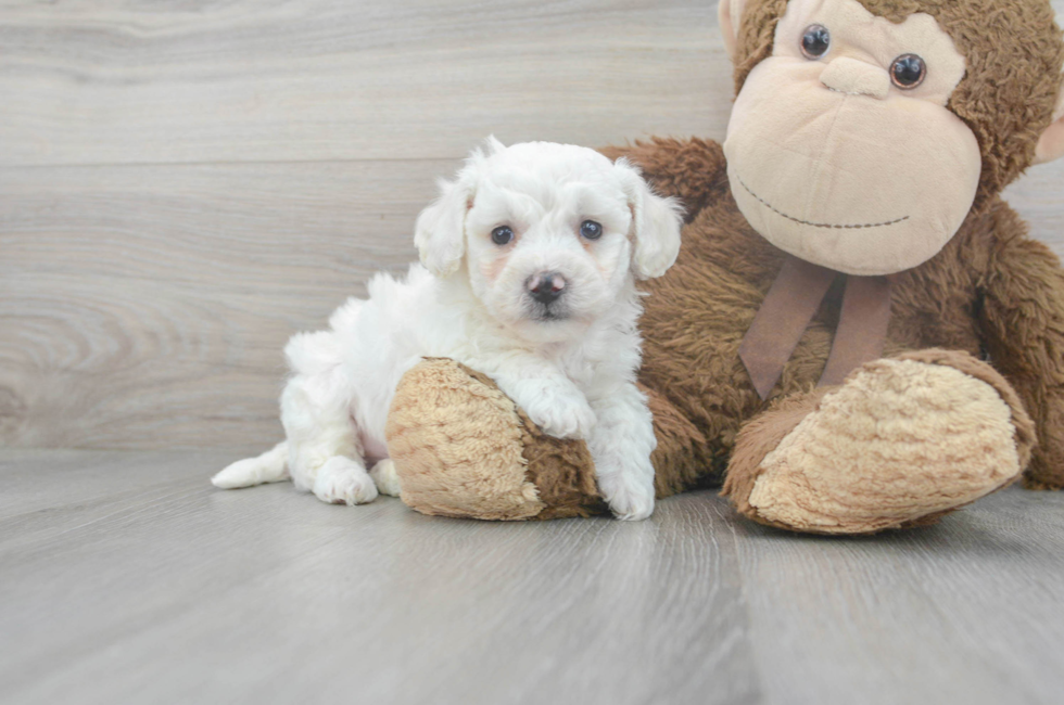 7 week old Bichon Frise Puppy For Sale - Florida Fur Babies