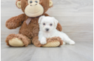 Meet Attila - our Bichon Frise Puppy Photo 2/3 - Florida Fur Babies