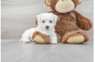 Meet Attila - our Bichon Frise Puppy Photo 1/3 - Florida Fur Babies