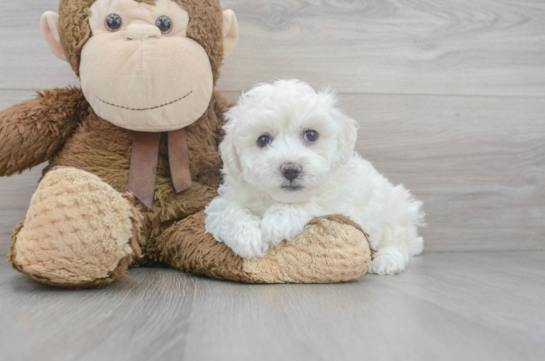 5 week old Bichon Frise Puppy For Sale - Florida Fur Babies