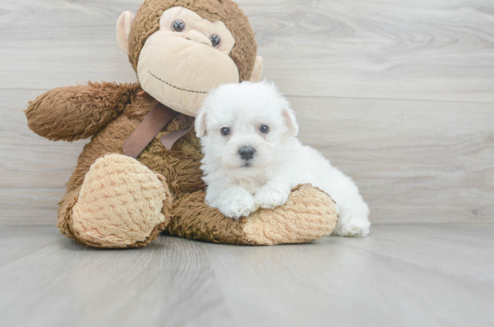6 week old Bichon Frise Puppy For Sale - Florida Fur Babies