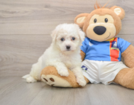 5 week old Bichon Frise Puppy For Sale - Florida Fur Babies