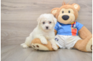 Bichon Frise Puppy for Adoption