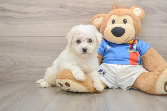 Bichon Frise Puppy for Adoption