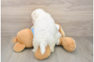 Bichon Frise Puppy for Adoption
