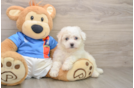 Bichon Frise Puppy for Adoption