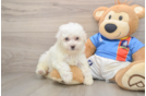 Bichon Frise Puppy for Adoption