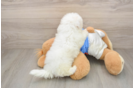 Playful Bichon Frise Baby