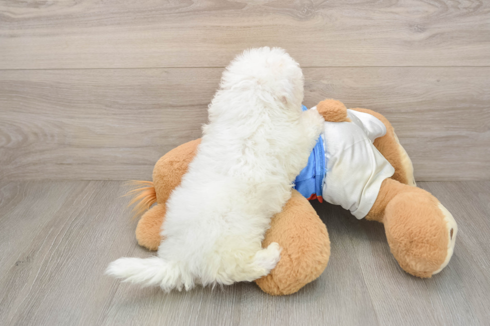 Playful Bichon Frise Baby