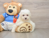 5 week old Bichon Frise Puppy For Sale - Florida Fur Babies