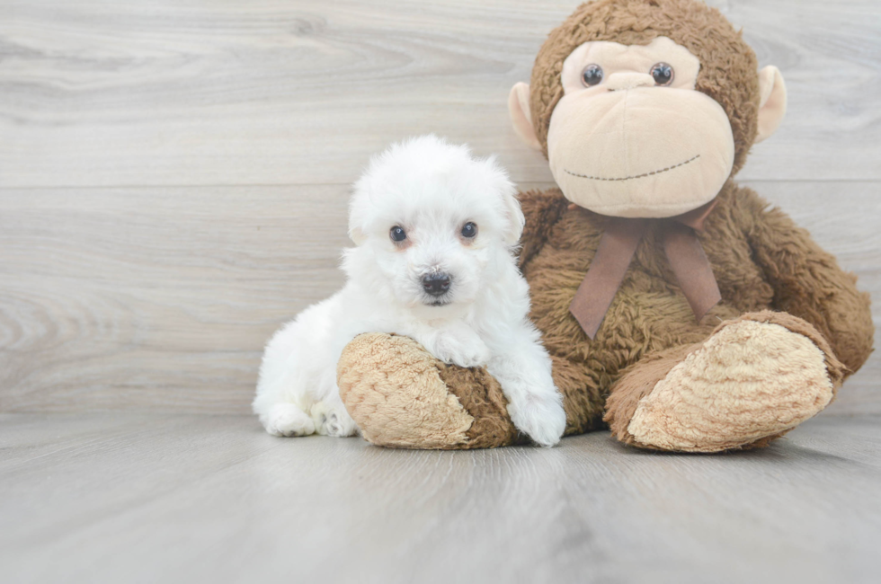 6 week old Bichon Frise Puppy For Sale - Florida Fur Babies