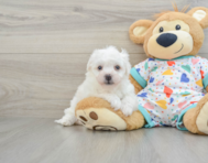 5 week old Bichon Frise Puppy For Sale - Florida Fur Babies