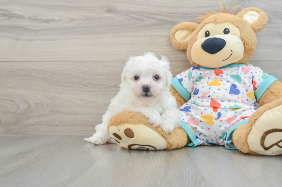 5 week old Bichon Frise Puppy For Sale - Florida Fur Babies