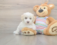 5 week old Bichon Frise Puppy For Sale - Florida Fur Babies