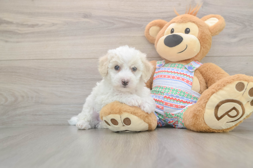 Bichon Frise Puppy for Adoption