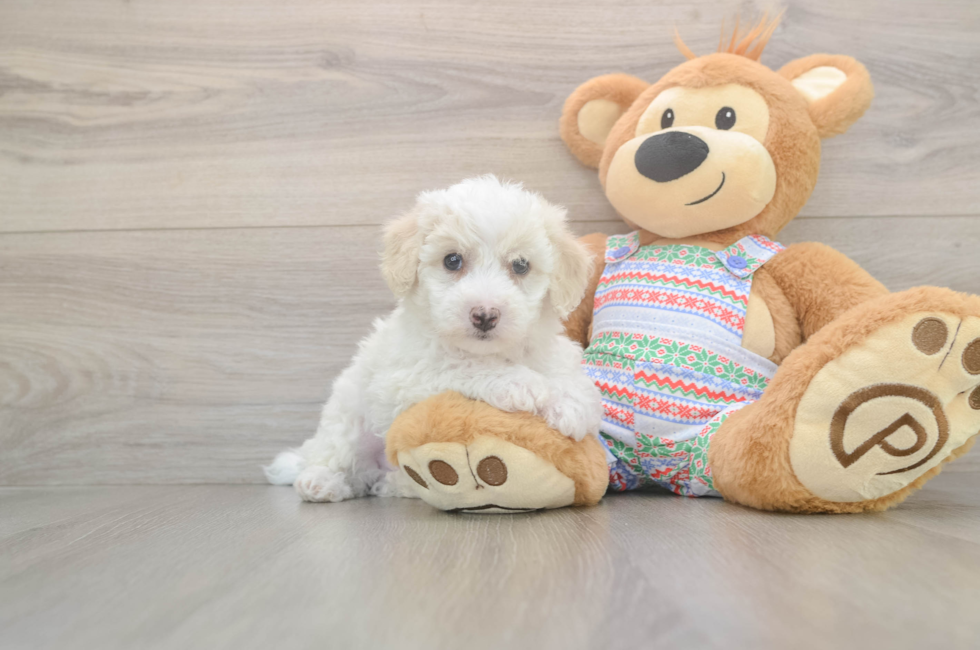 5 week old Bichon Frise Puppy For Sale - Florida Fur Babies