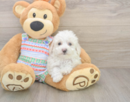 5 week old Bichon Frise Puppy For Sale - Florida Fur Babies