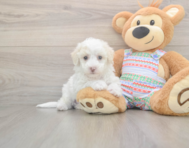 5 week old Bichon Frise Puppy For Sale - Florida Fur Babies