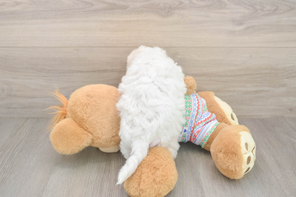 Popular Bichon Frise Baby