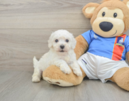 5 week old Bichon Frise Puppy For Sale - Florida Fur Babies