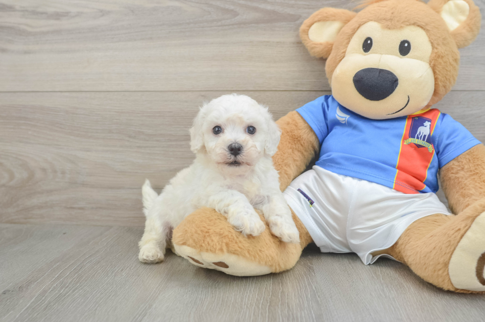 5 week old Bichon Frise Puppy For Sale - Florida Fur Babies