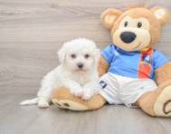 5 week old Bichon Frise Puppy For Sale - Florida Fur Babies