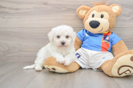Bichon Frise Pup Being Cute