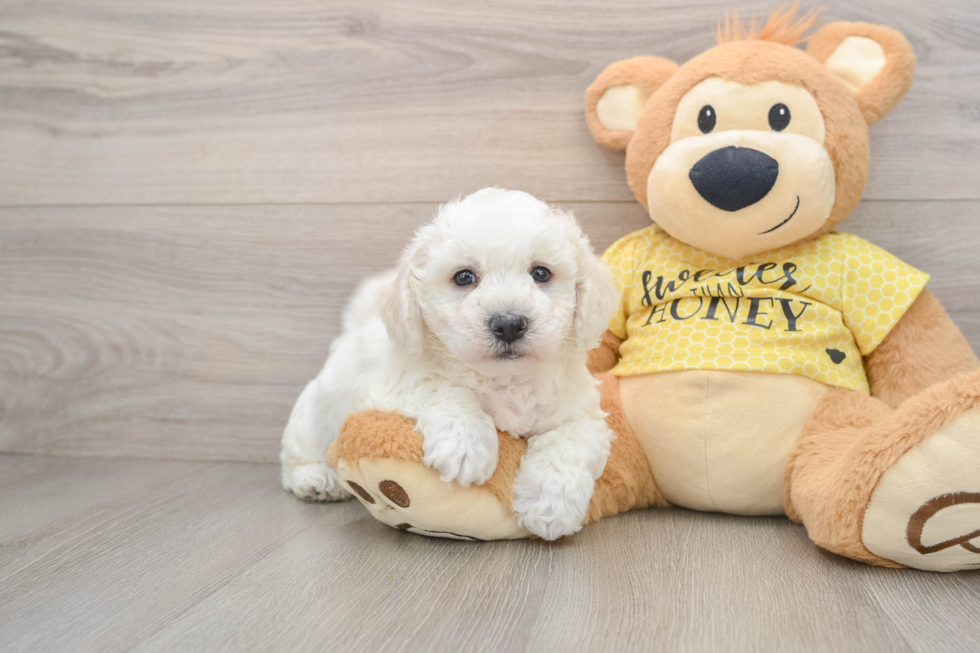 Smart Bichon À Poil Frisé Purebred Puppy