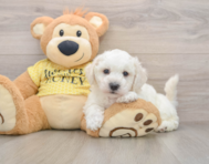 5 week old Bichon Frise Puppy For Sale - Florida Fur Babies