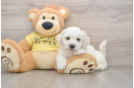 Bichon Frise Puppy for Adoption