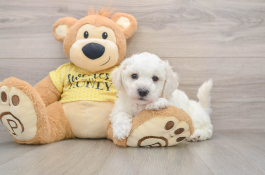 Bichon Frise Puppy for Adoption