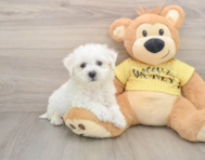 6 week old Bichon Frise Puppy For Sale - Florida Fur Babies