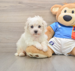 5 week old Bichon Frise Puppy For Sale - Florida Fur Babies