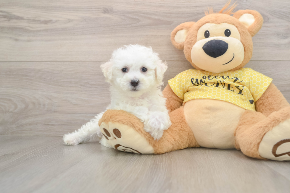 Funny Bichon Frise Purebred Pup
