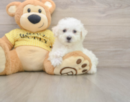 6 week old Bichon Frise Puppy For Sale - Florida Fur Babies
