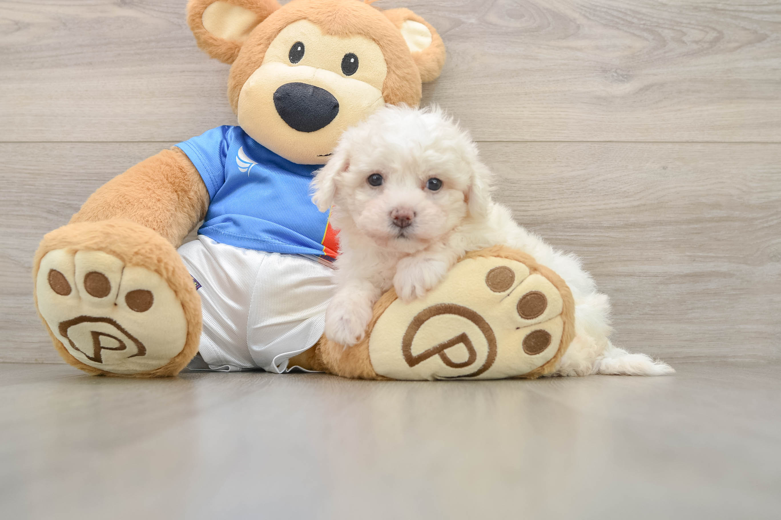 Bichon Frise Puppy for Adoption